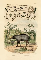 Babirusa